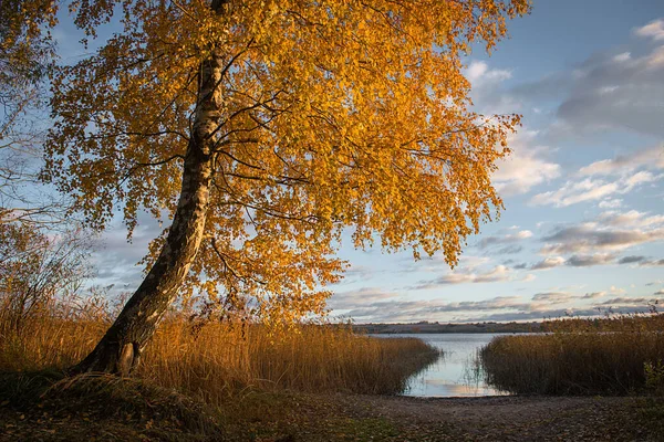 Krásná Barva Stromů Listí Během Podzimu Poli Jezera — Stock fotografie