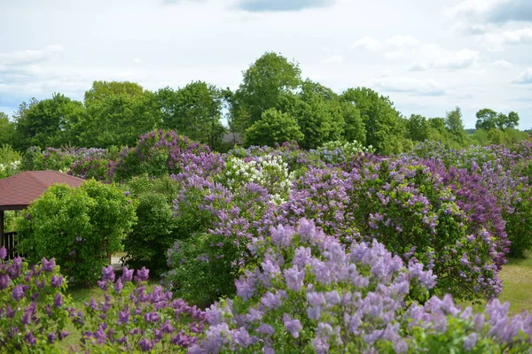 Lillà Che Fioriscono Giardino — Foto Stock