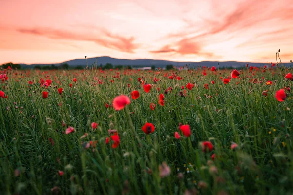 Selective Focus Red Poppy Field — Stock Photo, Image