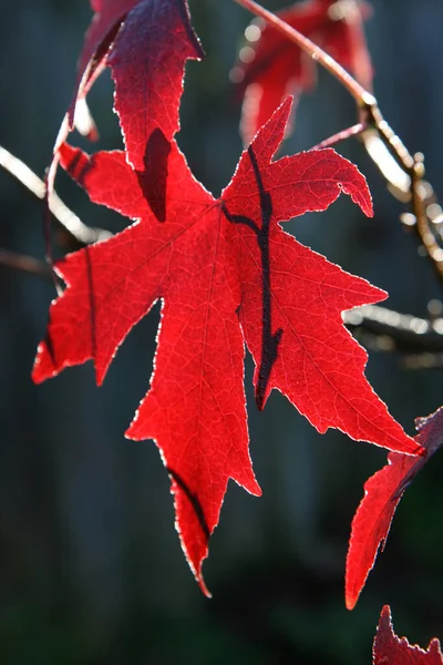 Вертикальный Снимок Красного Листа Acer Palmatum Osakazuki — стоковое фото