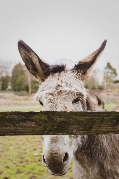 Disparo Vertical Burro Detrás Una Valla — Foto de Stock