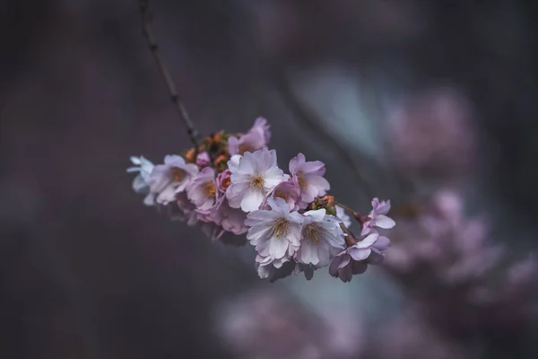 Fotografie Closeup Flori Cireșe Frumoase Înflorind Fundal Neclar — Fotografie, imagine de stoc