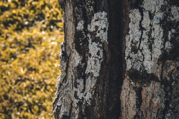 Zbliżenie Ujęcia Kory Drzewa Liści Tle — Zdjęcie stockowe