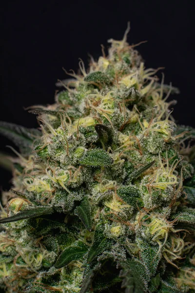 Vertical Closeup Shot Indoor Grown Marijuana Cannabis Plants Flowers Black — Stock Photo, Image