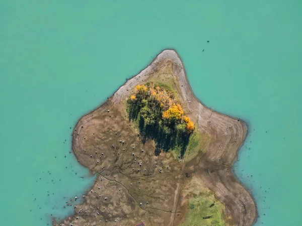 Een Luchtfoto Van Enkele Bomen Die Groeien Een Klein Eiland — Stockfoto
