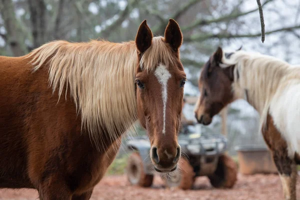在模糊的背景下在牧场上拍到的一匹棕色马的特写镜头 — 图库照片