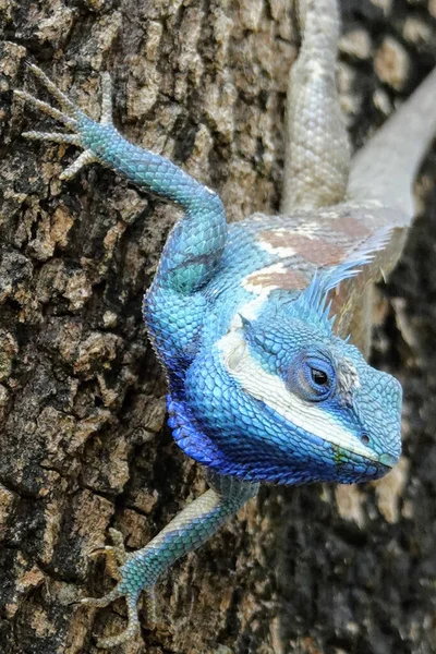 Eine Vertikale Aufnahme Der Calotes Mystaceus Der Indochinesischen Waldeidechse Oder — Stockfoto