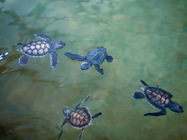 Primer Plano Tortugas Bebé Sociedad Preservación Tortugas Marinas —  Fotos de Stock