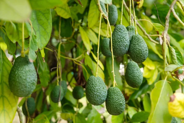 Ağaçtaki yeşil organik hass avokadoların yakın çekimi.