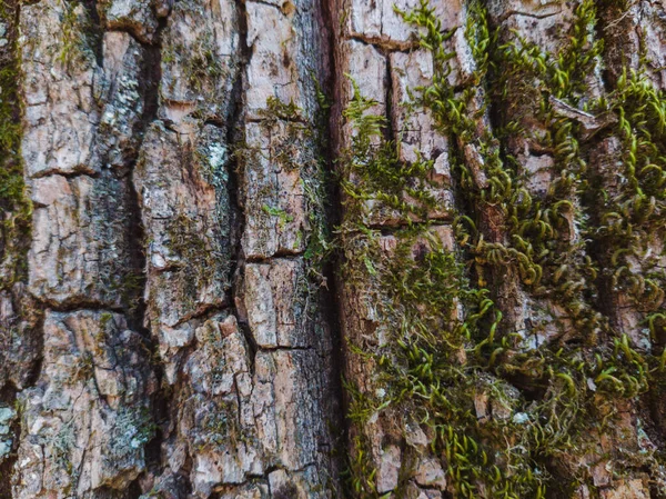 苔で覆われた木の幹の古い樹皮の閉鎖 — ストック写真