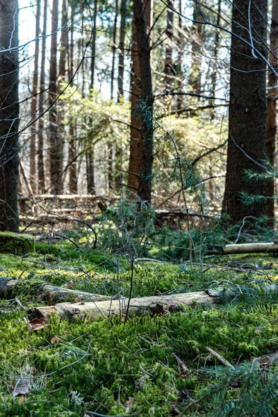 暖かい冬に緑の森の地面の美しいショット — ストック写真