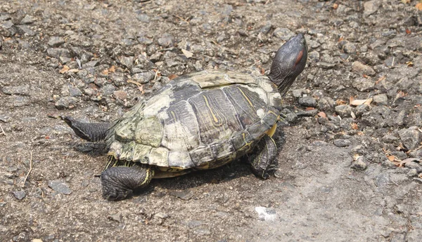 Eine Schildkröte Auf Felsigem Boden Einem Sonnigen Sommertag — Stockfoto