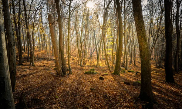 Природний Вид Сонячного Світла Через Дерева Лісах Словаччини — стокове фото
