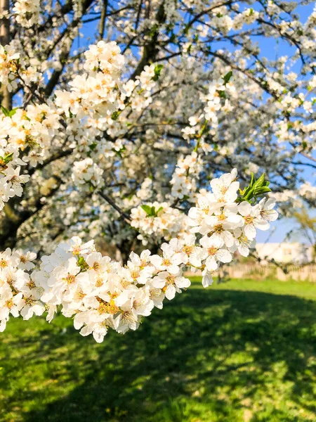 Lodret Skud Hvide Blomstrende Blomster Prunus Subg Cerasus Foråret - Stock-foto