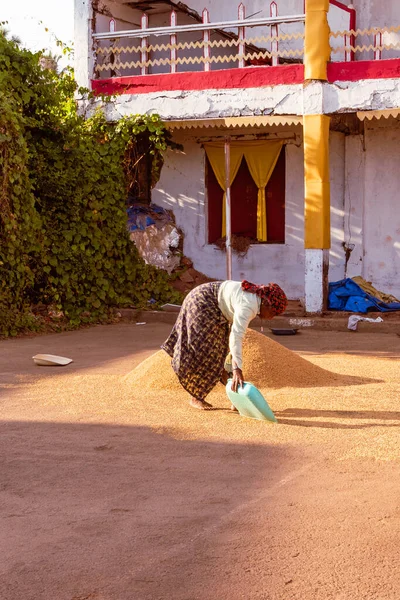 Rachol Goa Indien Oktober 2021 Lokale Bauern Ernten Kochen Trocknen — Stockfoto