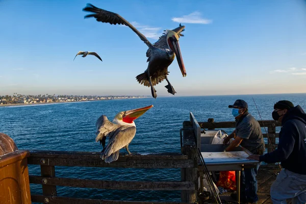 Closeup Brown Pelicans Landing Pier Fishermen Were Cutting Take Day — Stock Photo, Image