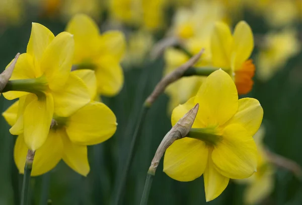 Jarní Narcisy Plném Květu Daffodil Valley Waddesdon Manor Buckinghamshire — Stock fotografie