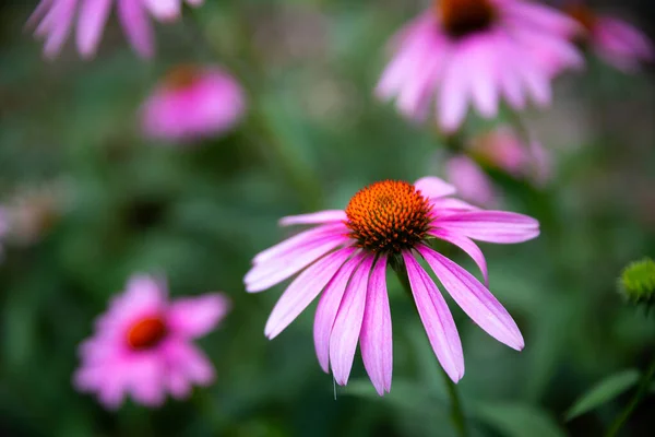 粉色雏菊的选择性聚焦镜头 — 图库照片