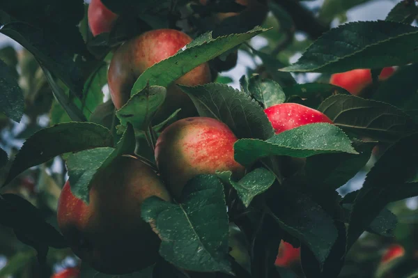 Manzanas Vibrantes Que Crecen Ramas —  Fotos de Stock