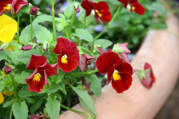 Närbild Bild Vackra Penséer Blommar Planta Trädgården Dagtid — Stockfoto