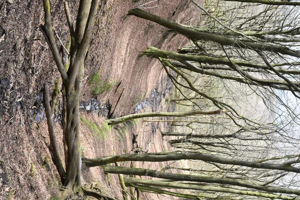 Вертикальний Постріл Бокових Отворів Лісів Родлсворта Ланкашир Північно Західна Англія — стокове фото