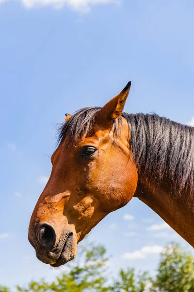 Tiro Vertical Caballo Rancho Berlín Brandeburgo — Foto de Stock