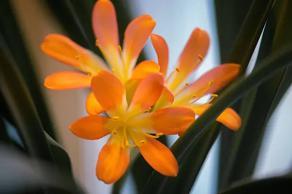 Ένα Κοντινό Πλάνο Όμορφα Πορτοκαλί Λουλούδια Lily Έναν Κήπο — Φωτογραφία Αρχείου
