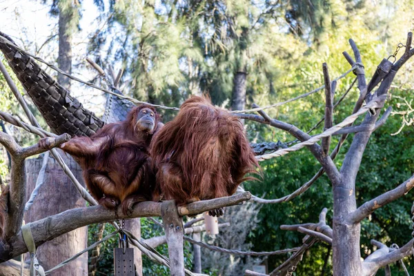 Två Orangutanger Trädgren — Stockfoto