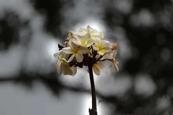 Lindas Flores Araliya Cultivadas Jardim Primavera — Fotografia de Stock