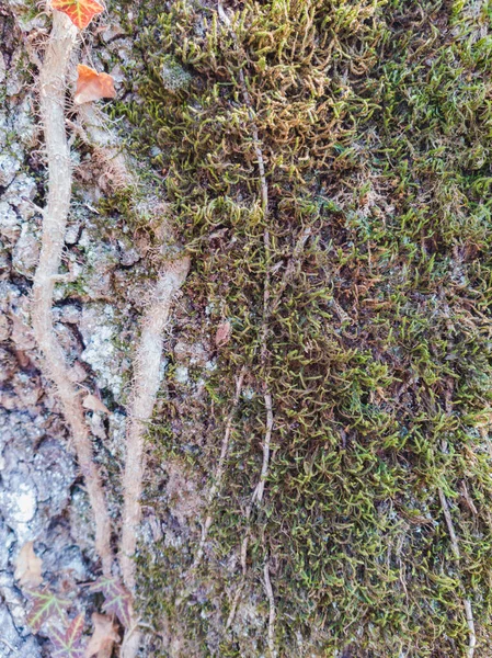 Primer Plano Una Planta Trepando Sobre Tronco Árbol Musgoso — Foto de Stock