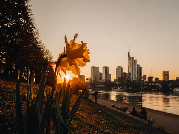 Eine Nahaufnahme Von Wilden Narzissen Die Park Fluss Bei Sonnenuntergang — Stockfoto