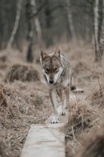 Disparo Saarloos Wolfdog Caminando Bosque Con Fondo Borroso — Foto de Stock