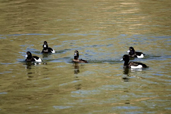 Une Vue Pataugeoire Aythya Fuligul Oiseaux Dans Lac — Photo