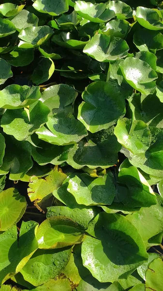 Sebuah Gambar Closeup Daun Hijau Tumbuh Bawah Sinar Matahari — Stok Foto