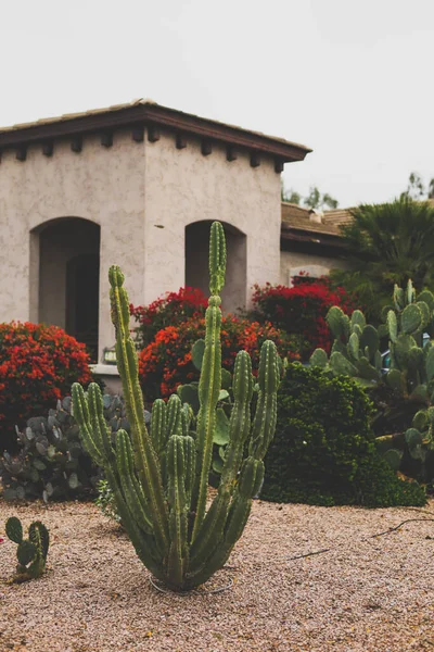 View Beautiful Cacti Garden Cloudy Day — Stock Photo, Image