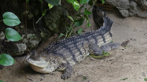 Een Alligator Dierentuin Frankfurt Duitsland — Stockfoto
