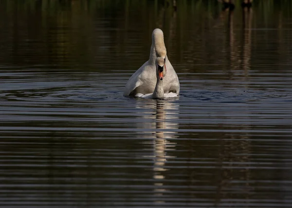 Пара Белых Лебедей Воде — стоковое фото