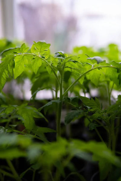 庭の緑の植物の苗の垂直閉鎖 — ストック写真