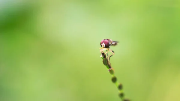 Ένα Κοντινό Πλάνο Της Μύγας Ένα Φυτό Έναν Κήπο — Φωτογραφία Αρχείου