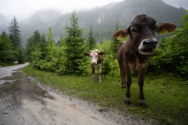 Closeup Shot Cute Cows Walking Small Road Coming Forest Rainy — Stock Photo, Image