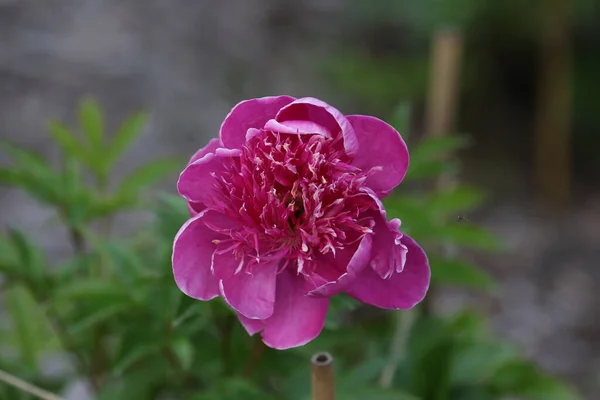 Eine Nahaufnahme Einer Lila Pfingstrosenblume Die Tagsüber Garten Blüht Mit — Stockfoto