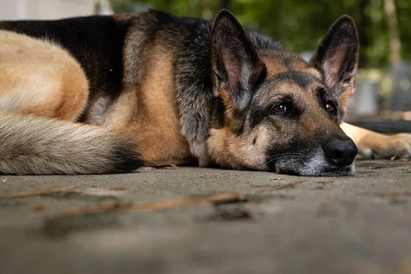 A closeup shot of an Old German Shepherd Dog laying on the ground with blurred green trees