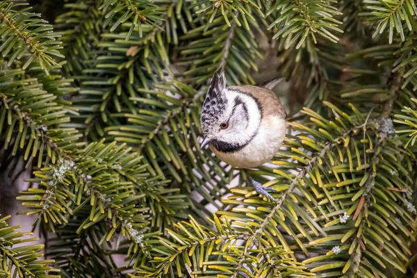 Closeup European Crested Tit Green Tree — Stock fotografie