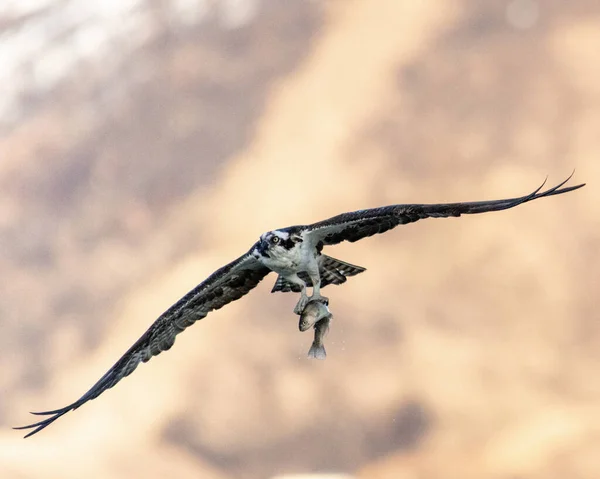 Een Close Shot Van Visarend Met Een Vis Die Wegvliegt — Stockfoto