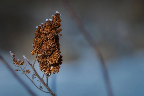 Неглубокий Фокус Снятый Dormant Brown Butterfly Bush Ледяными Кристаллами Бритвах — стоковое фото