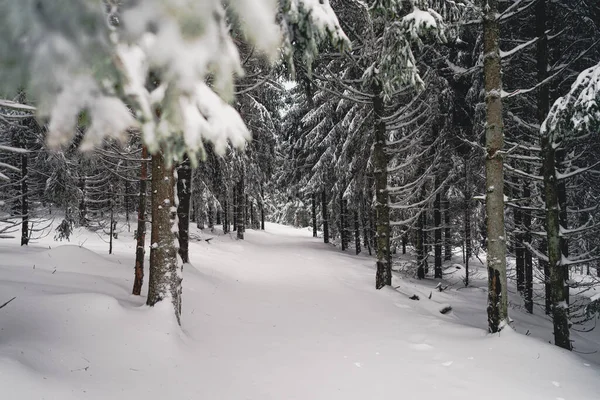 Eine Schöne Winterszene Aus Schneebedeckten Tannen Wald — Stockfoto