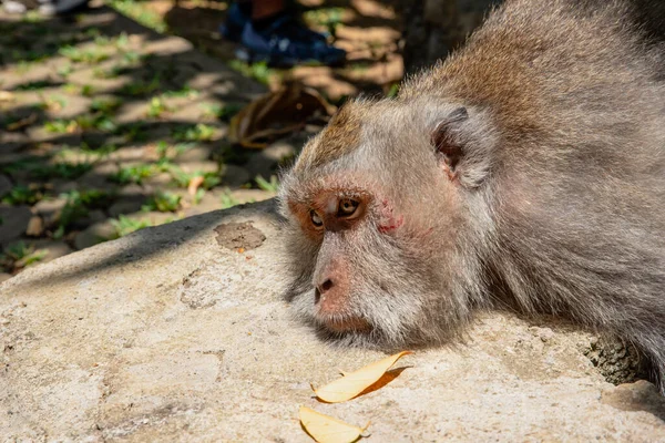 Detailní Záběr Roztomilé Opice Lehce Zraněný Obličeji Ležící Kameni — Stock fotografie