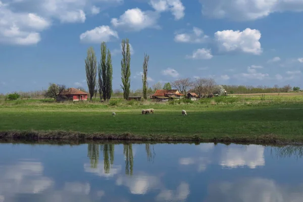 Uma Vista Panorâmica Campo Com Ovelhas Pastando Margem Lago Reflexivo — Fotografia de Stock