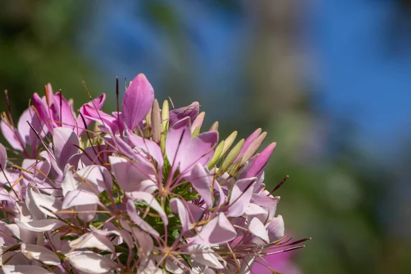 Ein Selektiv Aus Einer Cleome Blume — Stockfoto