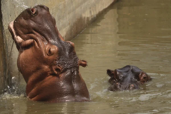 Selectivo Hipopótamos Estanque Zoológico — Foto de Stock
